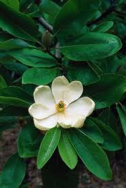 Sweetbay Magnolia Eat The Weeds And Other Things Too