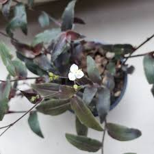 Image result for Gibasis