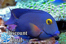 Image result for Oxyanthus strigosus