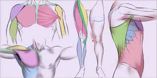These muscles are divided into superficial, deep, and deepest layers. Muscles Of The Human Body Art Rocket