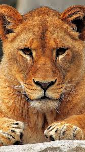 Lion Lioness Sit Predator 56460 640x1136 Female Lion Wild Cats Lion And Lioness