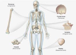 The long bones are those that are longer than they are wide. Label All The Bones Of The Cranium And Facial Skeleton Studydaddy Attachments