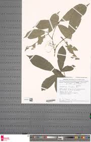 Image result for Maesobotrya