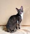 Cornish Rex Cat Breed Profile | Petfinder