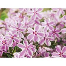 It has more than 80 compelete elementor demos that can simply import and edit on elementor. Obi Garten Teppich Flammenblume Candy Stripes Rosa Topf O Ca 9 X 9 Cm Phlox Kaufen Bei Obi