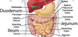 The pouch stores the waste material until you have a poo. The Ileum Science Online