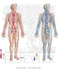 Key to the arterial anatomy of the cat arteries anatomy. Major Arteries Pulse Points And Veins