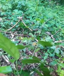 Image result for Strombosia scheffleri