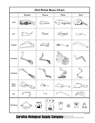 What Is An Owl Pellet Facts Dissection Lab Study Com