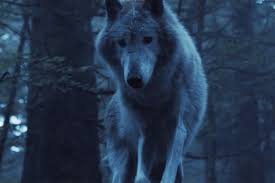 The white wolf is a majestic creature. Black Spot Netflix Episode 2 Recap A Wolf S Dream