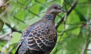 Maybe you would like to learn more about one of these? Cara Merawat Burung Perkutut Agar Gacor Jinak Dan Sehat Pintarpet