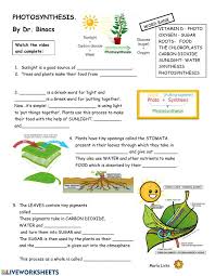What is photosynthesis photosynthesis worksheet science. Label The Photosynthesis Diagram Science Worksheets Photosynthesis Worksheet Photosynthesis Dubai Khalifa