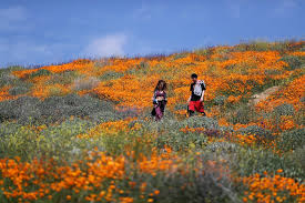 May 24, 2021 · starting a garden, or simply freshening up your front porch or yard with a display of flowers, is a great activity for spring and summer. Photos California S Super Bloom Of Flowers Can Be Seen From Space