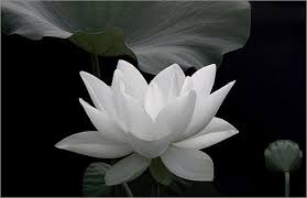 Black And White Water Lily Flower Tattoo Black And White And No Red White Lotus Flower White Lotus Flowers