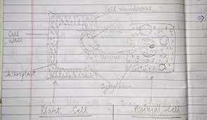 Three domain classification by carl woese. Make Sketches Of Animal And Plant Cells State Three Differences Between Them Ncert Class Brainly In