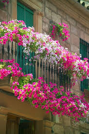 See more ideas about window boxes, deck railing planters and deck railings. How To Plant A Rockin Window Box The Impatient Gardener