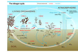 نتیجه جستجوی لغت [nitrogen] در گوگل
