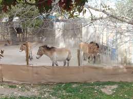 El Paso Zoo Day Trip El Paso Zoo Zoo Day Trip