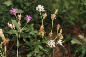 Image result for Vernonella