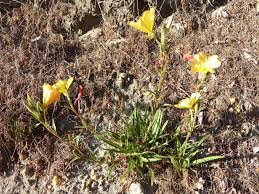 Image result for Oenothera stricta