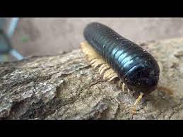 This is the main difference between millipedes and centipedes, since centipedes only have one pair of legs per segment. How Many Legs Does A Millipede Really Have Youtube
