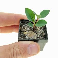 Image result for Monadenium pedunculatum