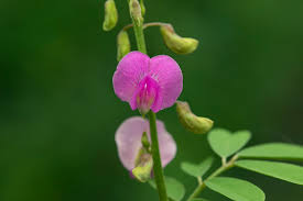 Image result for Tephrosia burchellii