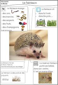 Le Herisson Documentaire Animaux Imagier Animaux Documentaire Animalier