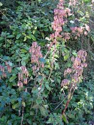 Image result for Bryophyllum