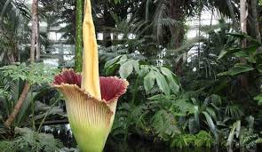 And we're sending zero waste to landfill. Top 10 Flowers That Take Years To Bloom Topteny Com