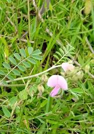 Image result for Tephrosia linearis
