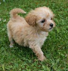 Maltipoo puppy for sale in clinton township, mi, usa. Maltipoo Light Apricot Hunde