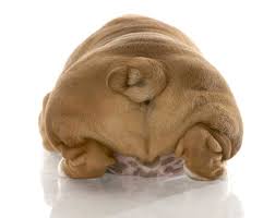 Training a dog is critical regardless of breed. Bulldog Tail Infections How To Naturally Treat Soothe Prevent