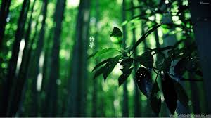 Green Leaves Wallpapers Hd Images And Pictures Desktop Background Green leafed plant, green leaf plant, nature, solo, plants, leaves.
