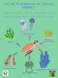 Tortugas marinas alimentándose