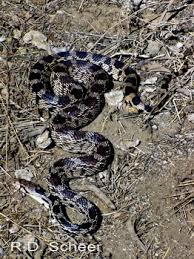 Had we not come along when we did the hawk most certainly would have been killed by the snake. Reptiles Of Bc Great Basin Gopher Snake
