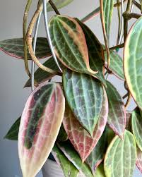 Image result for Carvalhoa macrophylla