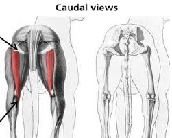 The muscular system is responsible for the movement of the human body. Dog Anatomy Muscles And Tendons The Y Guide