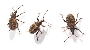 To get rid of weevils, or flour bugs, first toss out any infested food in your pantry. Vine Weevil