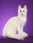 TURKISH ANGORA CATS, KITTENS - Antioch Cattery
