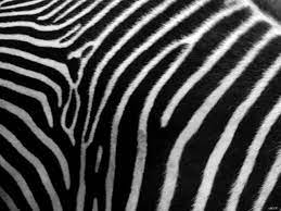 Zebra Zebra Print Wallpaper Zebra Print