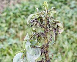 Pinching the tips off the plant can help the plant put more energy into flowering, as opposed to leaf growth, but is not essential; How To Beat Blackfly On Broad Beans The English Garden