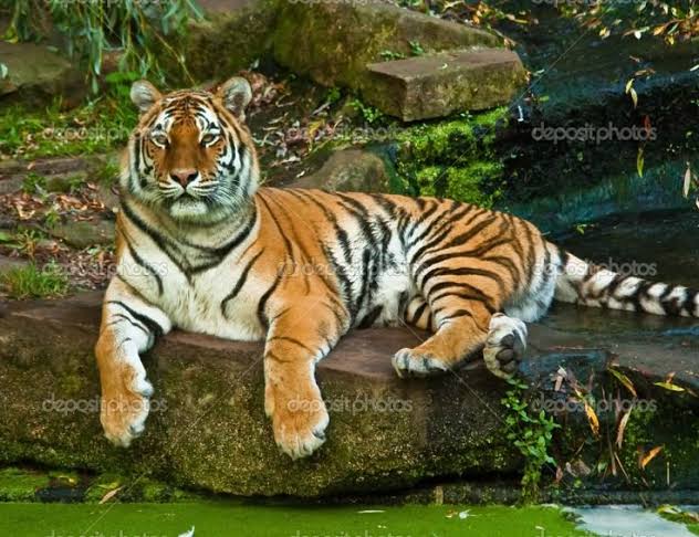 Tiger