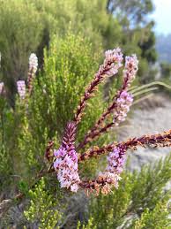 Image result for Hebenstretia angolensis