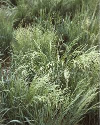 Image result for Eragrostis pallens