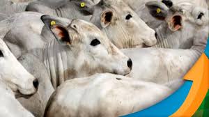 Após o aparecimento dos sinais clínicos, a doença evolui para a morte em cerca de 1 a 6 meses. Mwut23zvr Gqxm