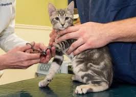 Check spelling or type a new query. Taking Care Of Newborn Kittens What You Must Know
