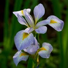 Flowers are just moments of gratification. Iris Virginica Wikipedia
