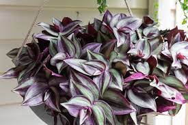 Inch plant (also known as wandering jew, but mostly being called 'wandering dude' these days and rightly so) is pretty flexible in the light it can handle. How To Care For A Wandering Tradescantia Zebrina Plant