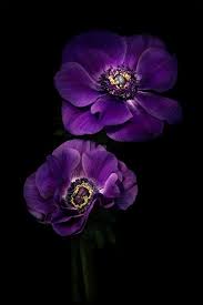 Pin On Fleurs